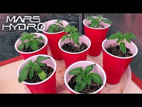 100% Germination The Traditional Way - The Mars Grow: S4 EP1 | Mars Hydro FC Grow Tent Kit