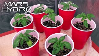 100% Germination The Traditional Way - The Mars Grow: S4 EP1 | Mars Hydro FC Grow Tent Kit