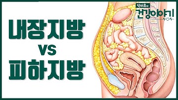 피하지방 vs 내장지방, 어떤 차이가 있을까? [닥터유의 건강이야기]