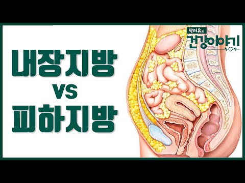 What is the difference between visceral fat and subcutaneous fat? [Dr.Yoo&rsquo;s Health Stories]