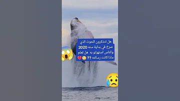 صوت الحوت الازرق المخيف الاوركا القرش Shark تفاعل Reviews Reviewsandgiveaways 2023 2m 