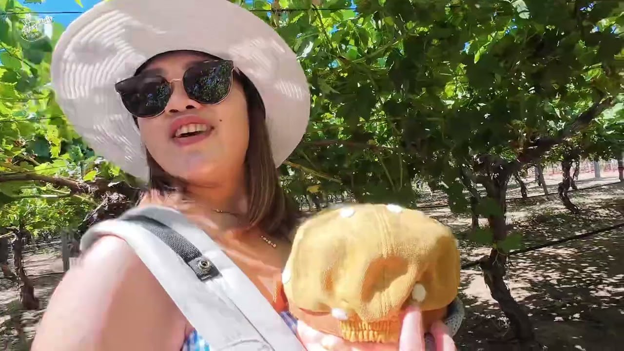 PETIK ANGGUR SEKELUARGA BISA MAKAN SEPUASNYA🫶🏻😂