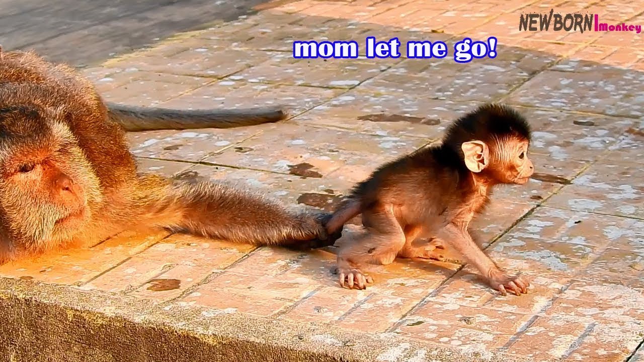 Poor baby monkey Cory is strong enough to walk - But mom still feel not safe baby walk alone