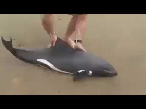 Video: Questo Delfino è Tragicamente Morto A Causa Dei Selfie. Ecco Come