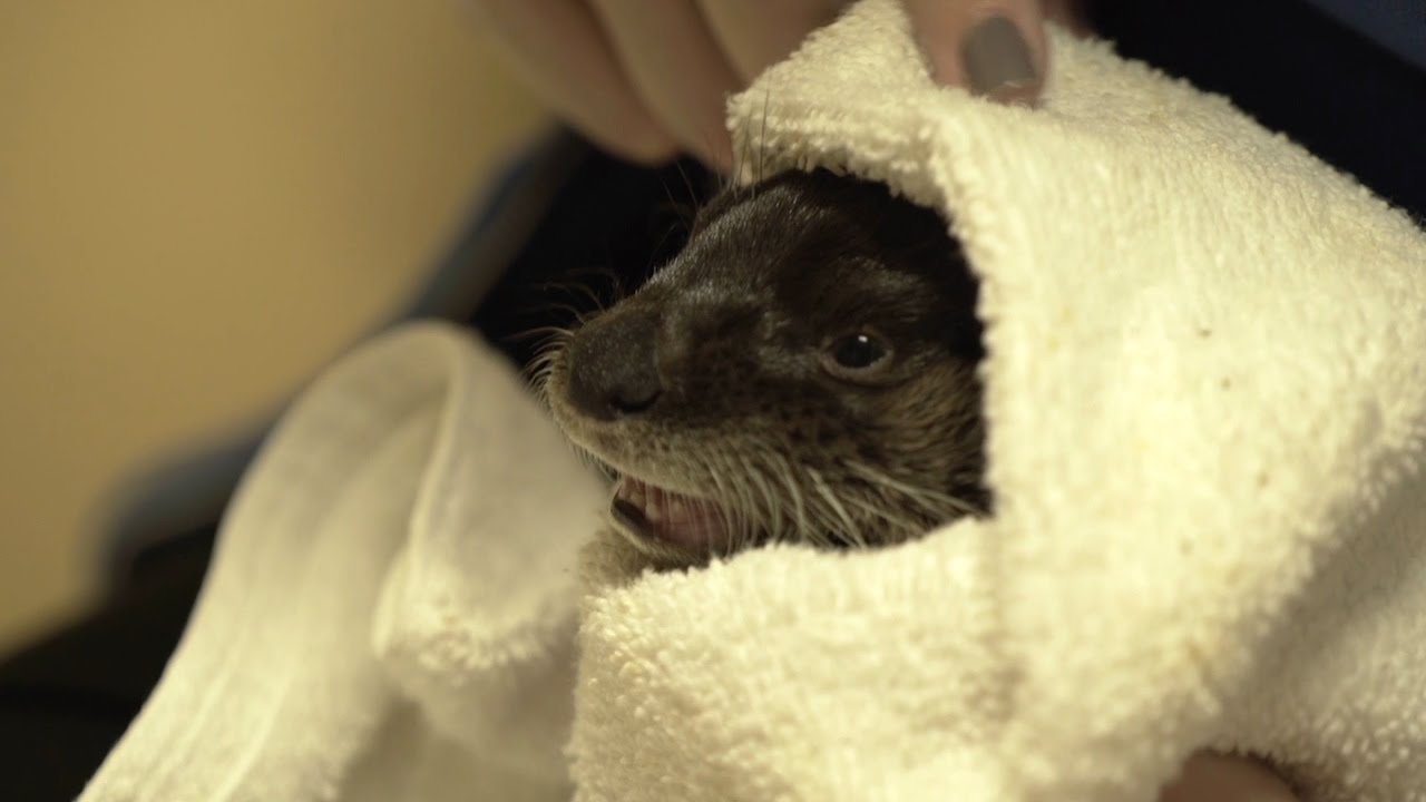 Otter Kit, Finnegan Arrives at Clearwater Marine Aquarium