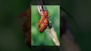 Love Games Of Insects. Life Of Insects 30.