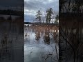 Dark ripples on the lake - pine forest #shorts