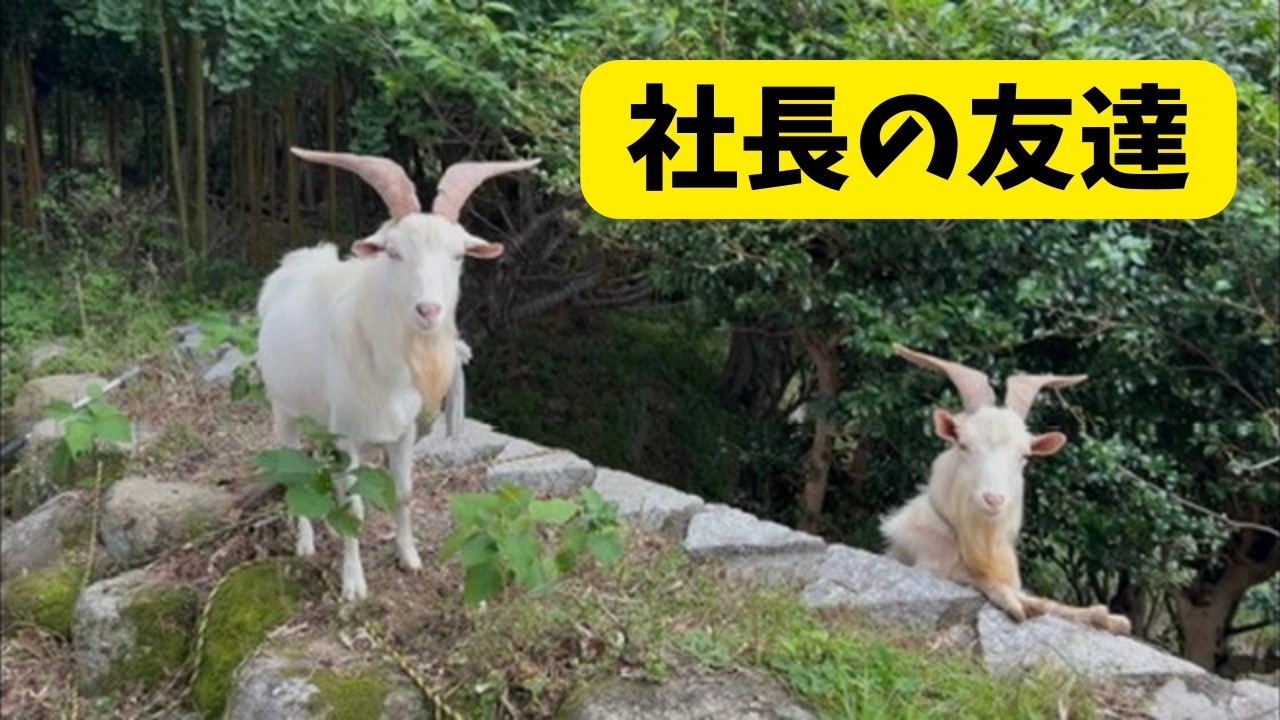 ヤギと暮らす 社長の友達🐐🐐 - YouTube