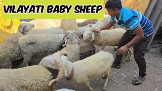 vilayati baby sheep's in Hyderabad hussainialam Taher bhai | saste vilayati mende available