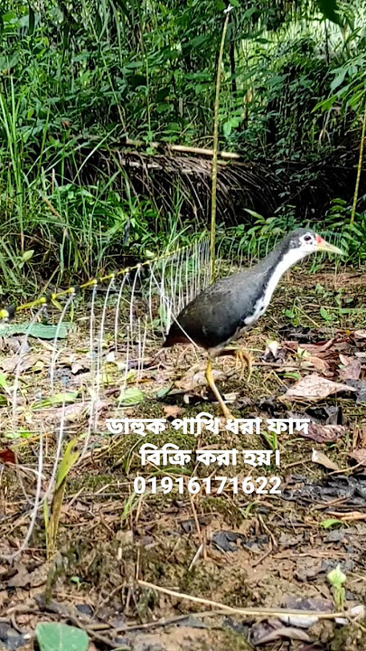 dak pakhi dhora fad.watherhen dahuk Bird trap handing.dak bird cating