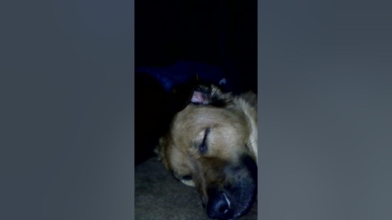 dogs-ear-twitching-while-sleeping-youtube