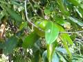Zapote Negro