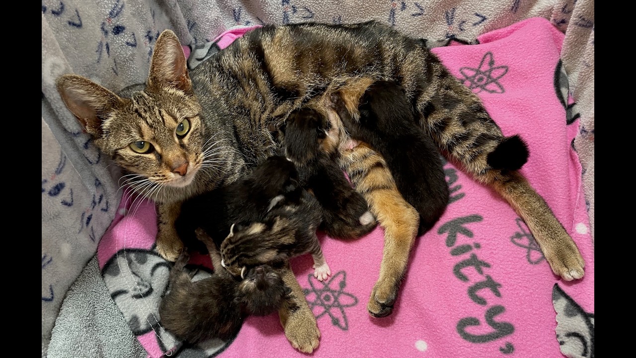 Moo Cat's Feline Finishing School