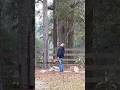 Lightning strikes tree, killing it. Had to cut it down #lightningstrike #treecutting #dangerous