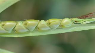 Corn Domestication | Colorado Field Crop Tour