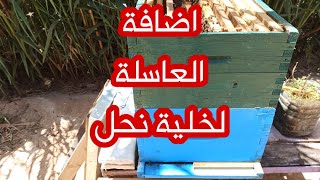 الطريقة الصحيحة لاضافة العاسلة او الطابق الاول لخلية نحل