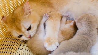 Mother cats always love and gently care for each kitten.