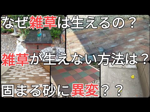 経過報告｜私が雑草対策のやり方を統一しない理由について説明します