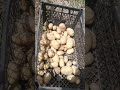 експеримент. картофель Киранда в Украине 2021. Китайская ранняя Давыдова. Уборка