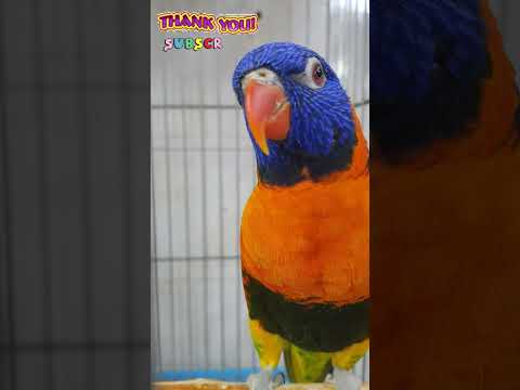 Trichoglossus chlorolepidotus #parrot #طوطی #cockatiel #bird #beautiful #love #cute #pets #petbird