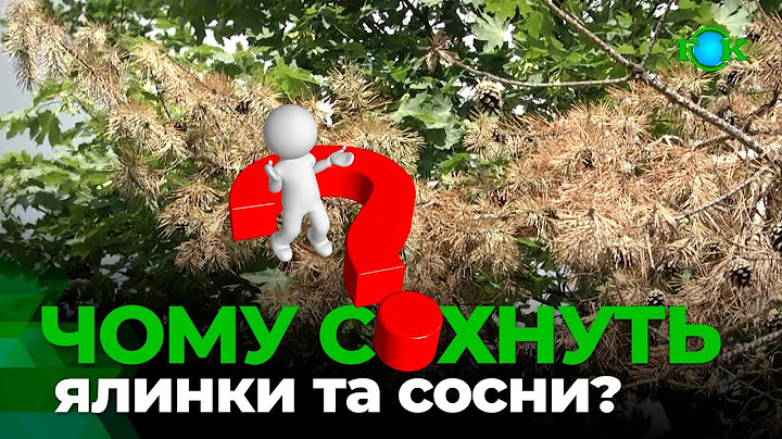 Зміни клімату нищать дерева: що відбувається з соснами у Горішніх Плавнях?