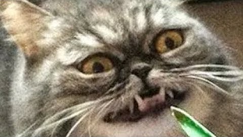 no interpolation test [dc2]