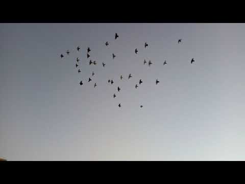 عندي الحمام مش بيطير اكتر من 5 دقايق ازاي اخلي الحمام يطير اكتر من 60دقيقه كوتوادم