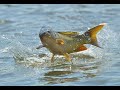 Сазан,карась и язь! Крутая рыбалка на поплавочку! #рыбалканаудочку #рыбалканапаук