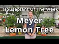 Meyer Lemon Tree Houseplant Of The Week 
