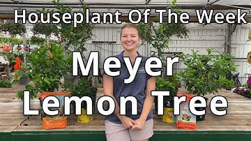 Meyer Lemon Tree - Houseplant of the Week