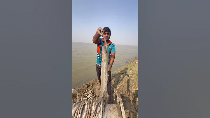 Traditional 1 Kg catfish bait throwing in river  #fishinglife  #hook  #bait  #shorts