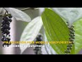 Financiación para modelo agroforestal de pimienta en putumayo - TvAgro por Juan Gonzalo Angel