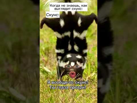 Skunk Attacks Shorts