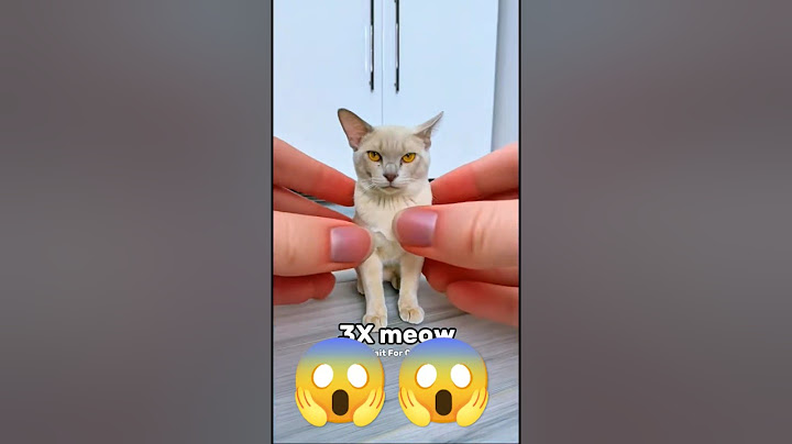 Wait For The Last One Meow😱😱#katebrush #shorts #viral 😂