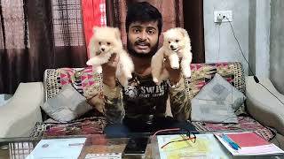 White Toy Pom vs Culture Pom | Explained By Deva Chauhan √ Thakur Kennel Kanpur