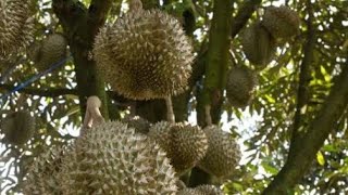 Download Lagu Durianseizoen, waar zijn we? #yasmindaily #durian MP3
