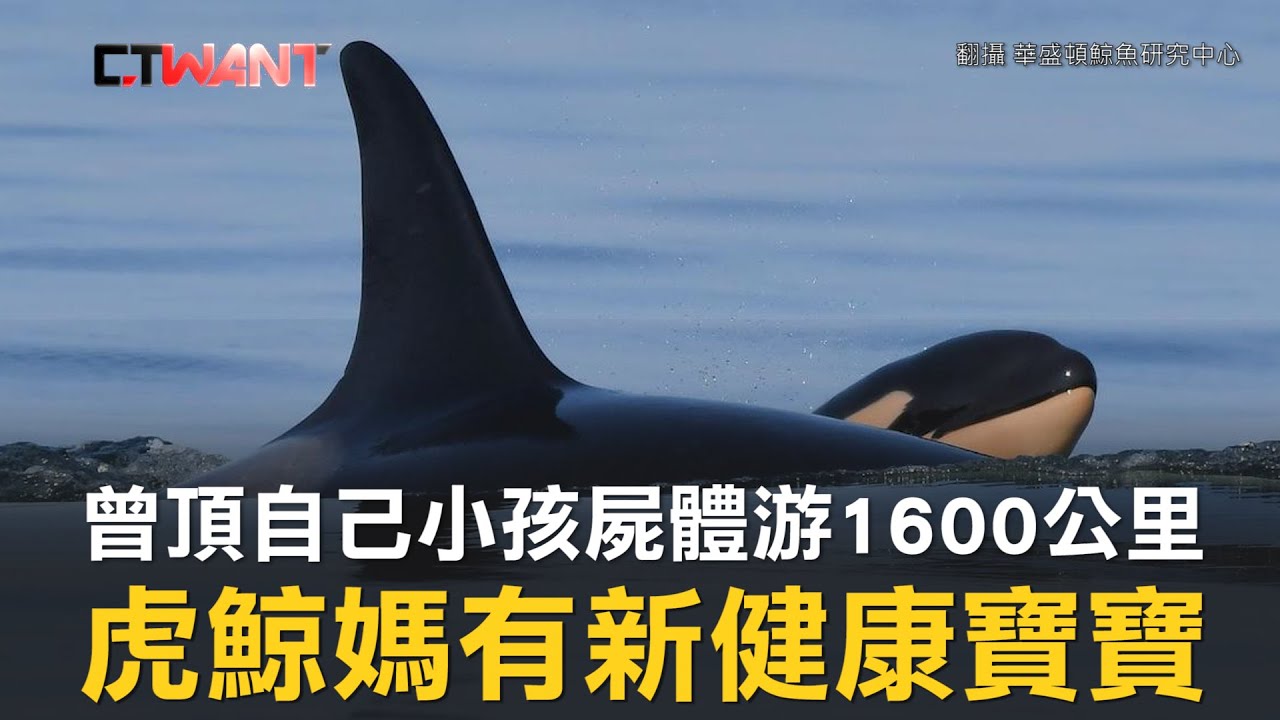 Ctwant 即時新聞 曾頂自己小孩屍體游1600公里虎鯨媽相隔兩年有健康寶寶 Ctwant 即時新聞 曾頂自己小孩屍體游1600公里虎鯨媽相隔兩年有健康寶寶