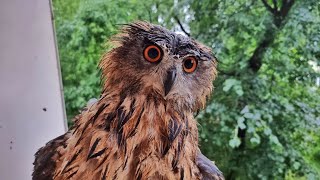 Eagle Owl Yoll with steel nerves under the Moscow storm