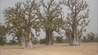 Le chemin de la justice (59) Kabaaru Aadi Kiiddo o - La Parole de Dieu en Pulaar.
