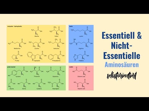 Video: Zur Synthese von nicht-essentiellen Aminosäuren?