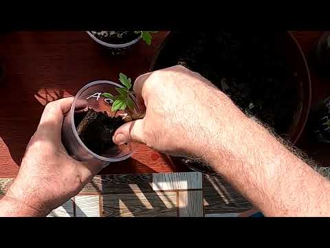 Как я рассаживаю рассаду помидоров в отдельные стаканчики
