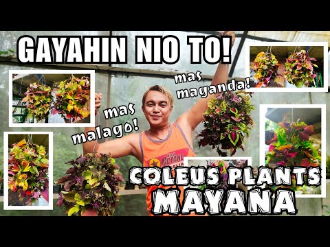 Video: Mga Binhi Ng Coleus: Lumalagong Mga Punla Sa Bahay. Ano Ang Hitsura Ng Mga Binhi Ng Coleus At Kailan Dapat Itanim?