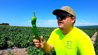 OUR BEST CROP IN YEARS (2022 VEGETABLE HARVEST)