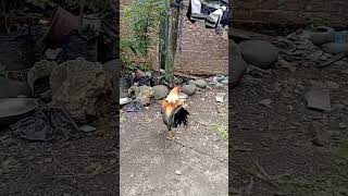 adu jago sampai tekapar #ayam #aduayam #shorts #feedshorts