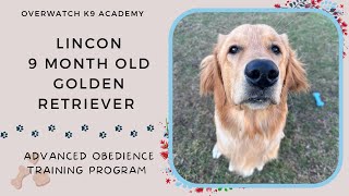 Lincon | 9 Month Old Golden Retriever | 14 Day Training Journey | Advanced | Leash Manners | by OverWatch K9 Academy Columbus 15 views 1 month ago 14 minutes, 49 seconds