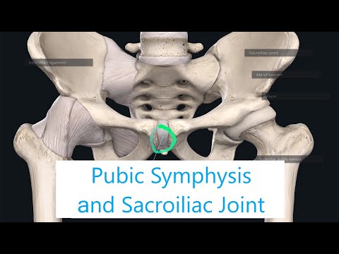 Joints of the Lower Limb - Pubic Symphysis and Sacroiliac Joint | anatomy & function