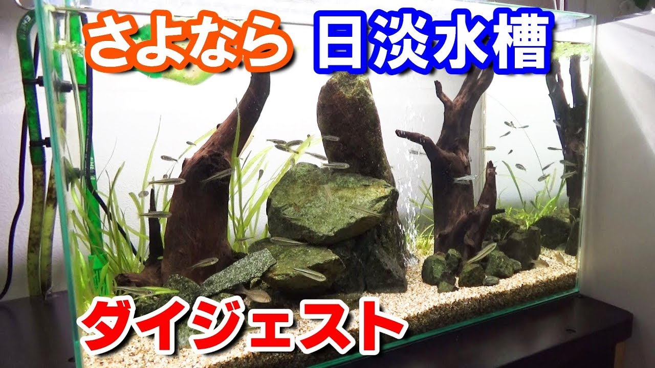 さよなら日淡水槽 魚が大きくなった 18日淡水槽 38 Youtube