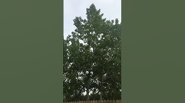 How the aspen tree shivers and quakes