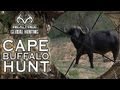 Extreme hunting charging cape buffalo hunt in mozambique