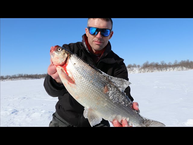 Tullibee Ice Fishing - How to Rig and Fish Cisco 